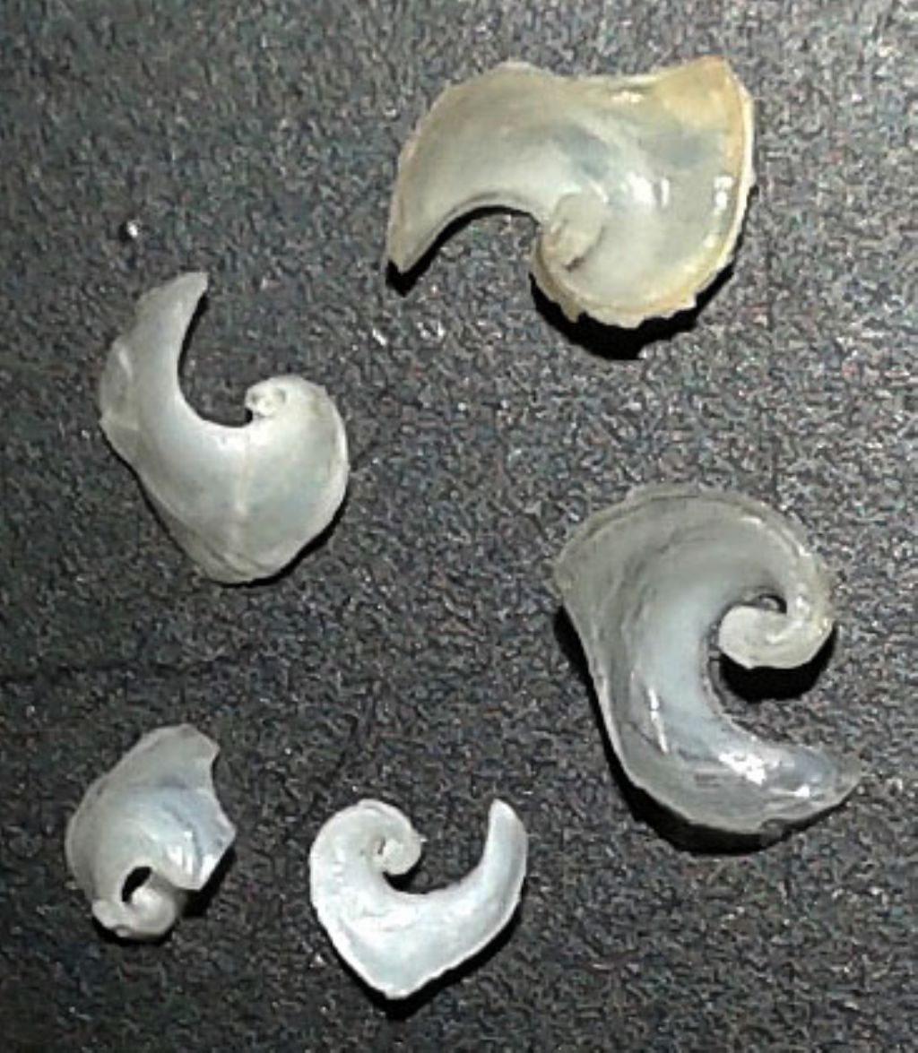 Philinopsis miqueli Pelorce, Horst & Orarau, 2013